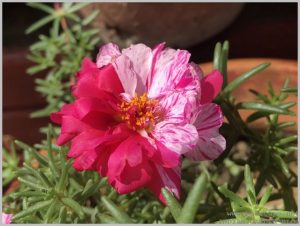 double striped portulaca pink