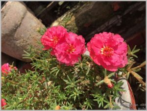 flower for small container portulaca