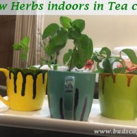 grow herbs indoors tea cups
