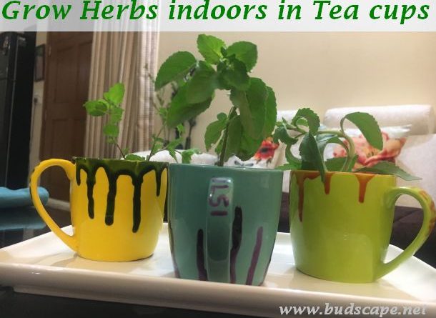 grow herbs indoors tea cups