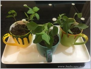grow tulsi mint stevia indoors