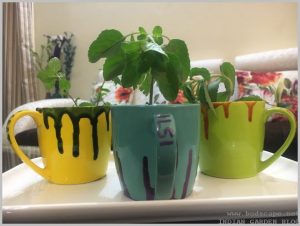 indoor herb garden tea cups tulsi mint stevia