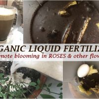 make organic liquid fertilizer roses