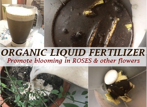 make organic liquid fertilizer roses