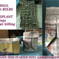 newspaper seed starter pots