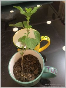 plant tulsi indoors