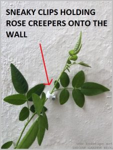 stick creeper vine walls