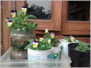 flowers yogurt cups plastic
