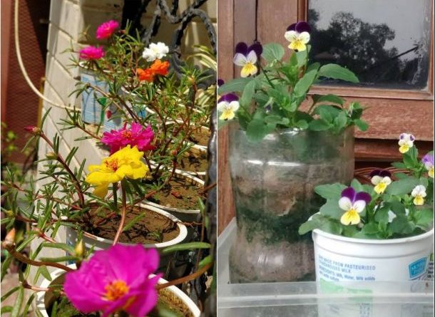 grow flowers yogurt cups recycle