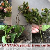 grow lantana plant cuttings