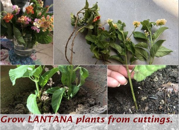 grow lantana plant cuttings