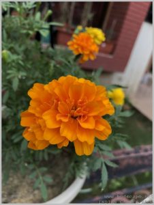 marigold-flower-container