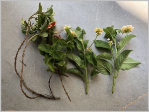 propagate lantana cuttings