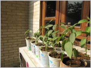 upcycling yogurt cups plants