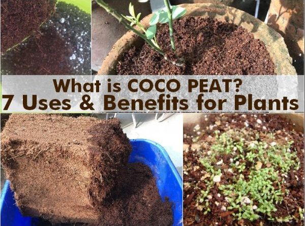 what coco peat 7 uses benefits plants