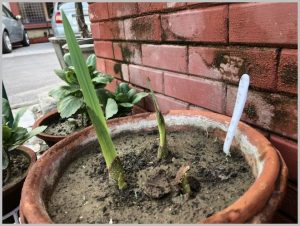 gladiolus sprouting