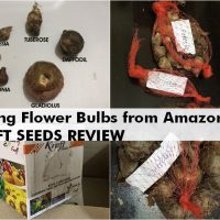 buy flower bulbs online india kraft review