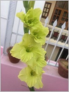 green gladiolus flower bulb