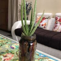 grow aloe vera indoors mason jar