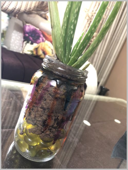 Growing Aloe Vera Indoors – Mason Jar for Plants ...