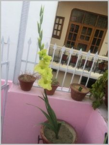 grow green gladiolus bulb