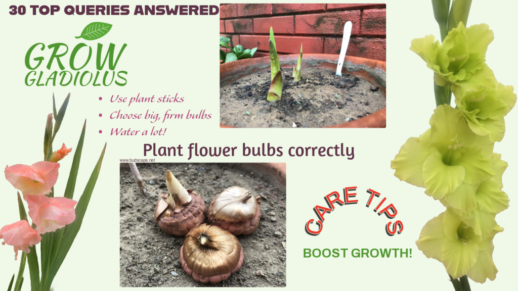 GROW GLADIOLUS FROM BULBS