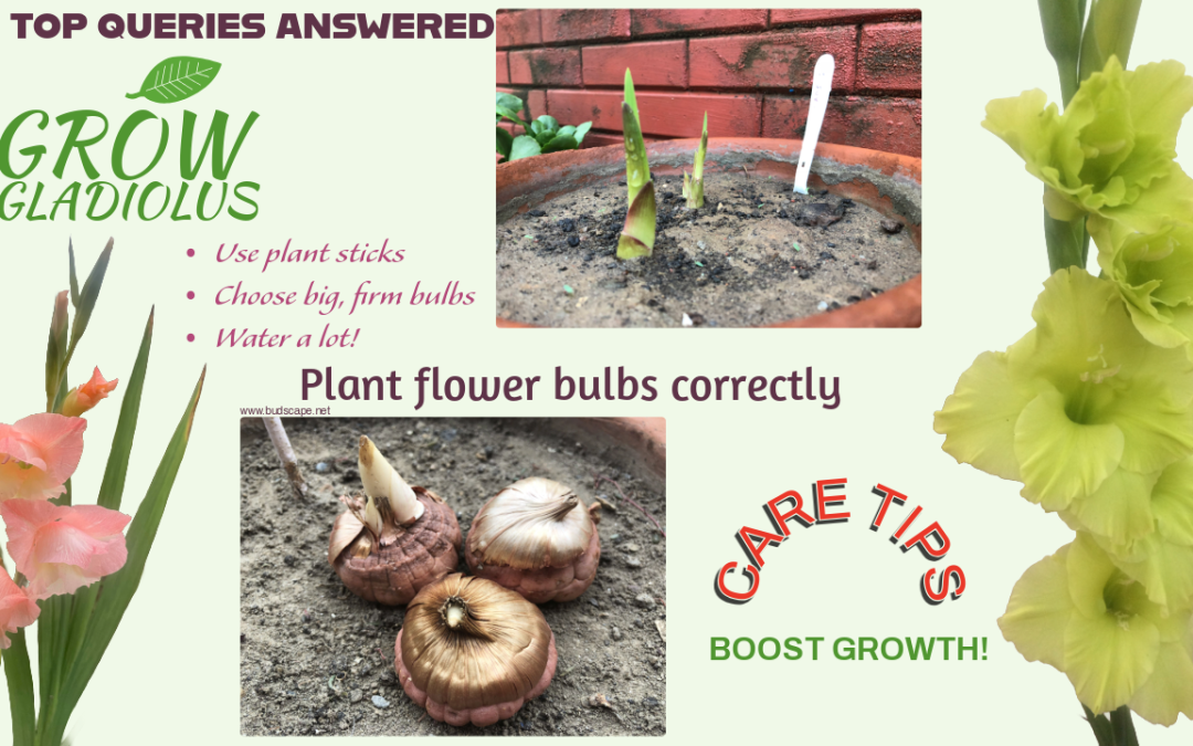 Gladiolus Growing GUIDE – 30 Top Queries ANSWERED !
