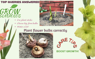 Gladiolus Growing GUIDE – 30 Top Queries ANSWERED !