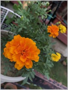 grow marigold pots