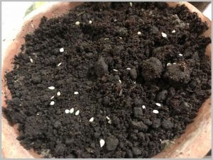 grow-tomato-from-seed