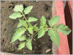 grow-tomato-pots-india