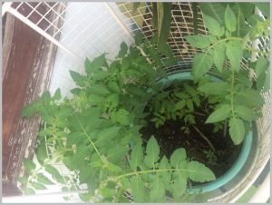 grow-winter-vegetables-india