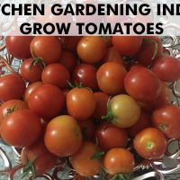 grow-winter-vegetables-india