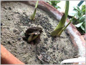 how grow gladiolus flower bulb