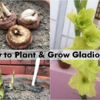 how plant grow gladiolus flower bulb