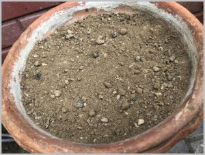 prepare soil grow bulbs
