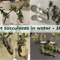 root succulents water jade