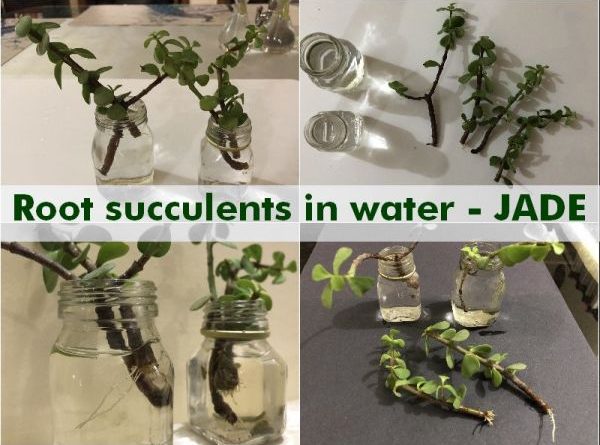 root succulents water jade