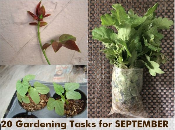 what-to-do-september-garden-tasks