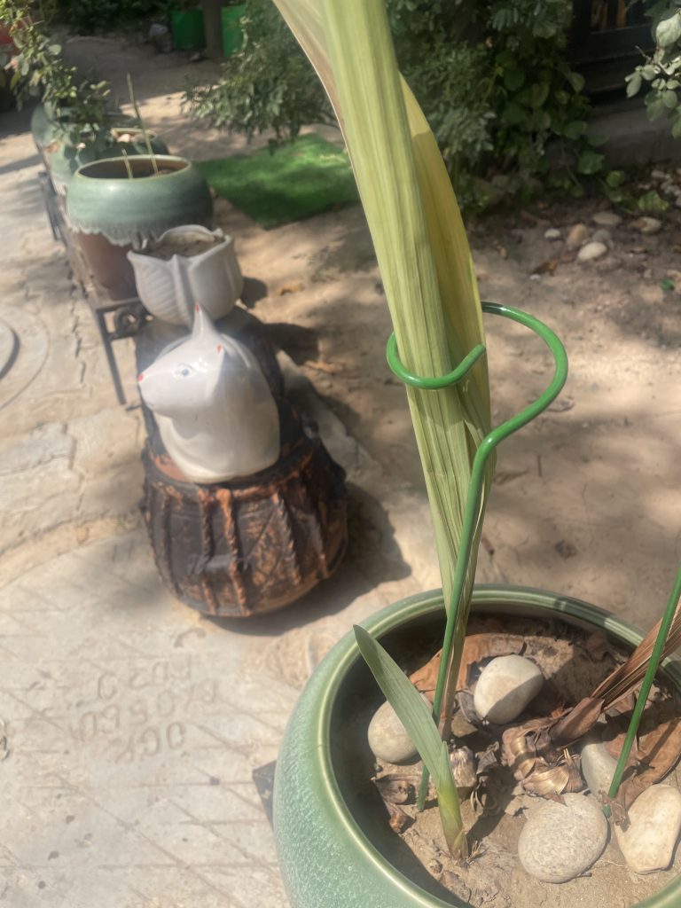 Prevent gladiolus flower stalks from falling over