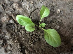 DAISY SEEDLING IDENTIFICATION