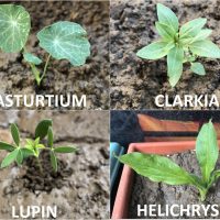 FLOWER SEEDLING IDENTIFICATION