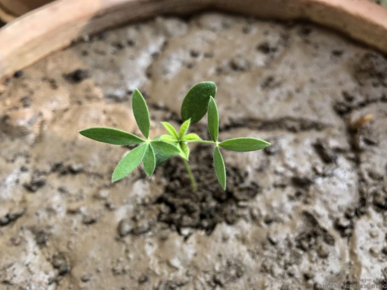 FLOWER SEEDLING IDENTIFICATION - Winter / Spring Edition | GARDENING