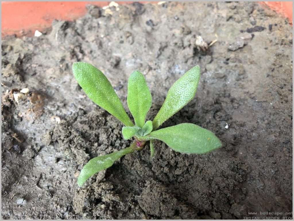 FLOWER SEEDLING IDENTIFICATION - Winter / Spring Edition | GARDENING