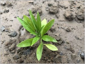 WALLFLOWER SEEDLING IDENTIFICATION