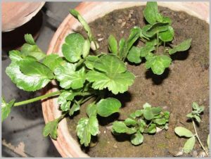 grow-ranunculus-bulb-pots-2