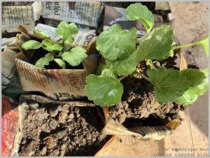 grow-ranunculus-indoors-1