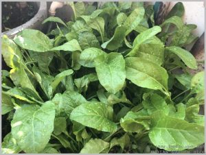 grow-spinach-palak-pots