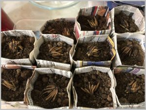 newspaper-pots-grow-plants-ranunculus-1