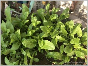 spinach-palak-grow-home